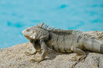 Portrait of wild green iguana on rock Aruba