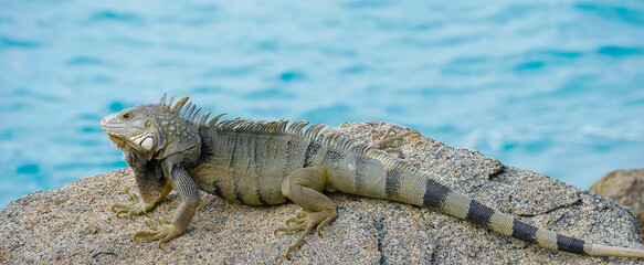 Wild green iguana crawling on rock Aruba