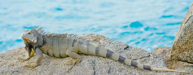 Wild green iguana crawling on rock Aruba