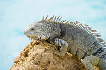 Portrait of wild green iguana on rock Aruba