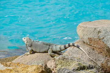 Wild green iguana crawling on rock Aruba