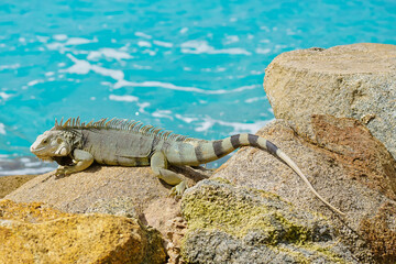 Wild green iguana crawling on rock Aruba