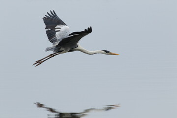 Garça Real Europeia na lagoa de Guaratiba - Maricá - RJ