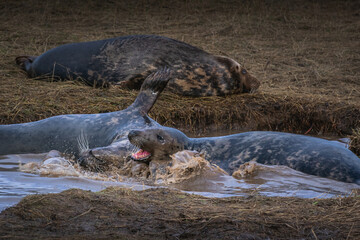 Obraz premium Young male grey seals fighting in the water