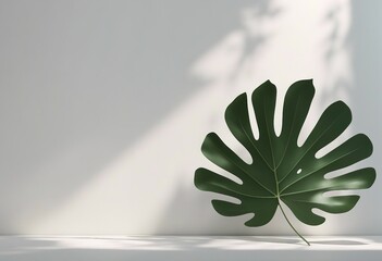 Minimal abstract background for product presentation Leaf shadow on white plaster wall 3d render