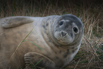 Young seal watching in camera