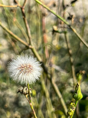 Close-up of a dandelion against a blurred background of other plants
