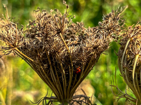 Dill, cumin and similar plants with ripe seeds against the background of wasteland overgrown with green weeds