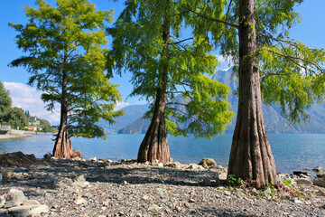 Riva di Solto, Sumpfzypressen Bäume am Strand des  Iseosee - Riva di Solto, bald cypress trees on the beach - 702457333