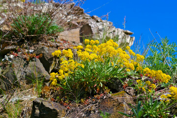 gelb blühendes Steinkraut Blumen im Frühling - yellow blooming alyssum flowers in spring - 702457364