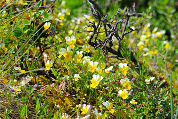 gelb blühende Acker-Stiefmütterchen Blumen auf einem Felsen im Gebirge im Frühling - yellow blooming field pansy flowers on a rock in the mountains - 702457512