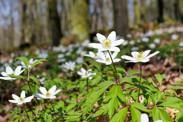 Anemonen Wildblumen in einem Wald im Frühling - Anemones wildflowers in a forest in spring - 702457520