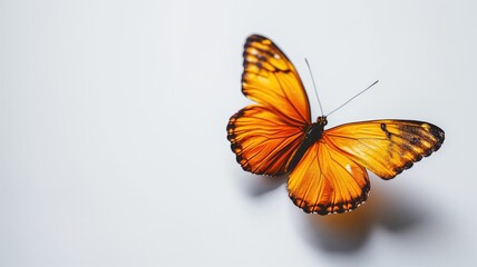 Vibrant orange butterfly with wings spread on a white background