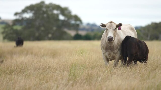 calf drinking milk from a cow in a field on a farm in australia
