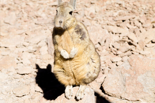 Southern viscacha close up,Bolivia