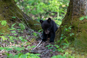 Black bear cub eating leaves off a small plant