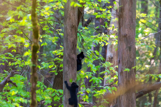 Black bear cubs climbing in the trees playing .......paintography