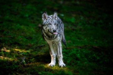 Young wolf with tongue sticking out