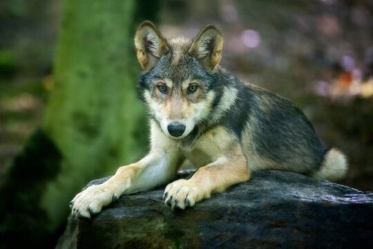 Young wolf ready to react