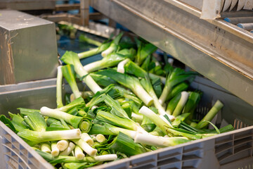 Closeup of selected washed green onions unloaded into plastic box from conveyor sorting line at...