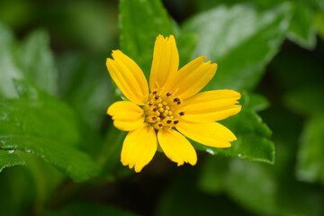 Coreopsis petrophiloides