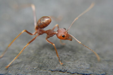 Red ants, often known for their fiery sting and organized colonies, are part of the Formicidae family and exist in various species across the globe. 