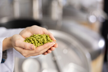Hands of female brewer holding handful of pelletized hops. Concept of organic ingredients for craft...