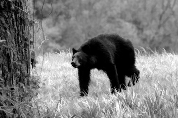 Black bear alert to danger   paintography