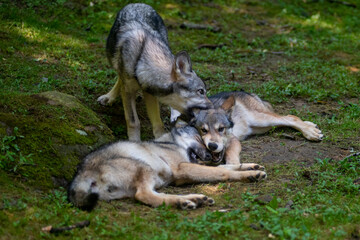 Mock battle of three young wolves