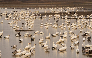 Numerous birds in flight over a lake