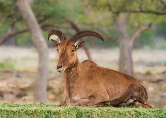 Wild life animals such as zebras and deers roaming in the forest along with ostrich and baby ostriches