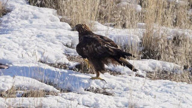Golden Eagle walking on the ground through snow and grass in slow motion cause of its full crop making it to heavy to fly.
