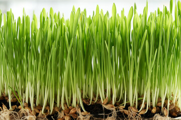 Fresh young green barley grass growing in soil