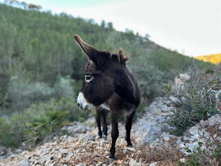 Curious Donkeys in Natural Habitat. Ass. Burro. Jenny. Jack. Jennet. Cuddy. Ase. Ruc.