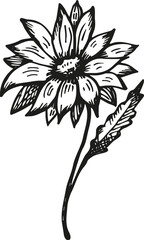 Aster flower sketch drawn in ink by hand vector illustration. Drawing engraved plant, design element for tattoo, print, paper, poster, card, logo