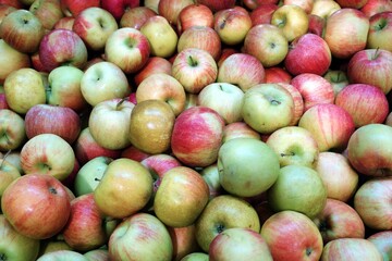 Fototapeta na wymiar A bunch of fresh organic green apples