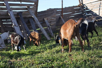 
Anglo Nubian goat grazing in the meadow