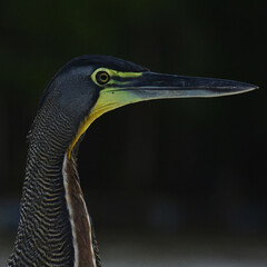 Mangrove bird from a profile 