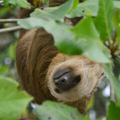 Sloth mum sleeping in a tree