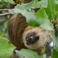 Sloth mum sleeping in a tree © Daniel_CM