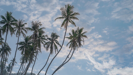 Fototapeta na wymiar many coconut trees at gorgeous al haffa beach in salalah during sunrise, Oman,