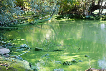 Pollution of river water by algal blooms. River swampiness.