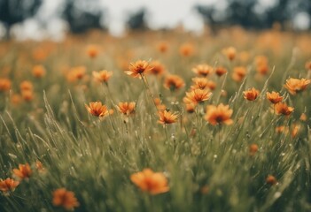 Obraz premium Line of meadow grass with orange flowers