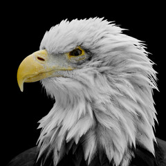 Deeply starring bald eagle