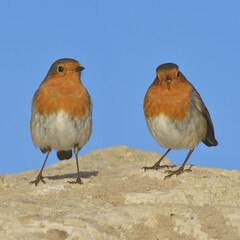 Beach twin friendly robins 