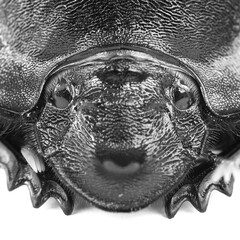 Beetle face