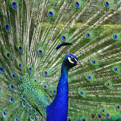 Confident peacock showing off his colours