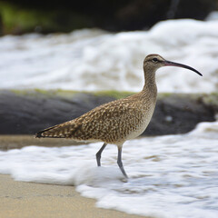 Bird standing still while the waves crash against it