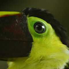 Toucan eye close-up 