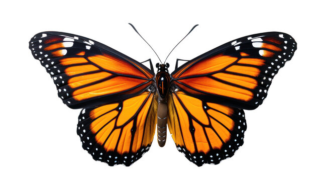 Butterfly monarch isolated 